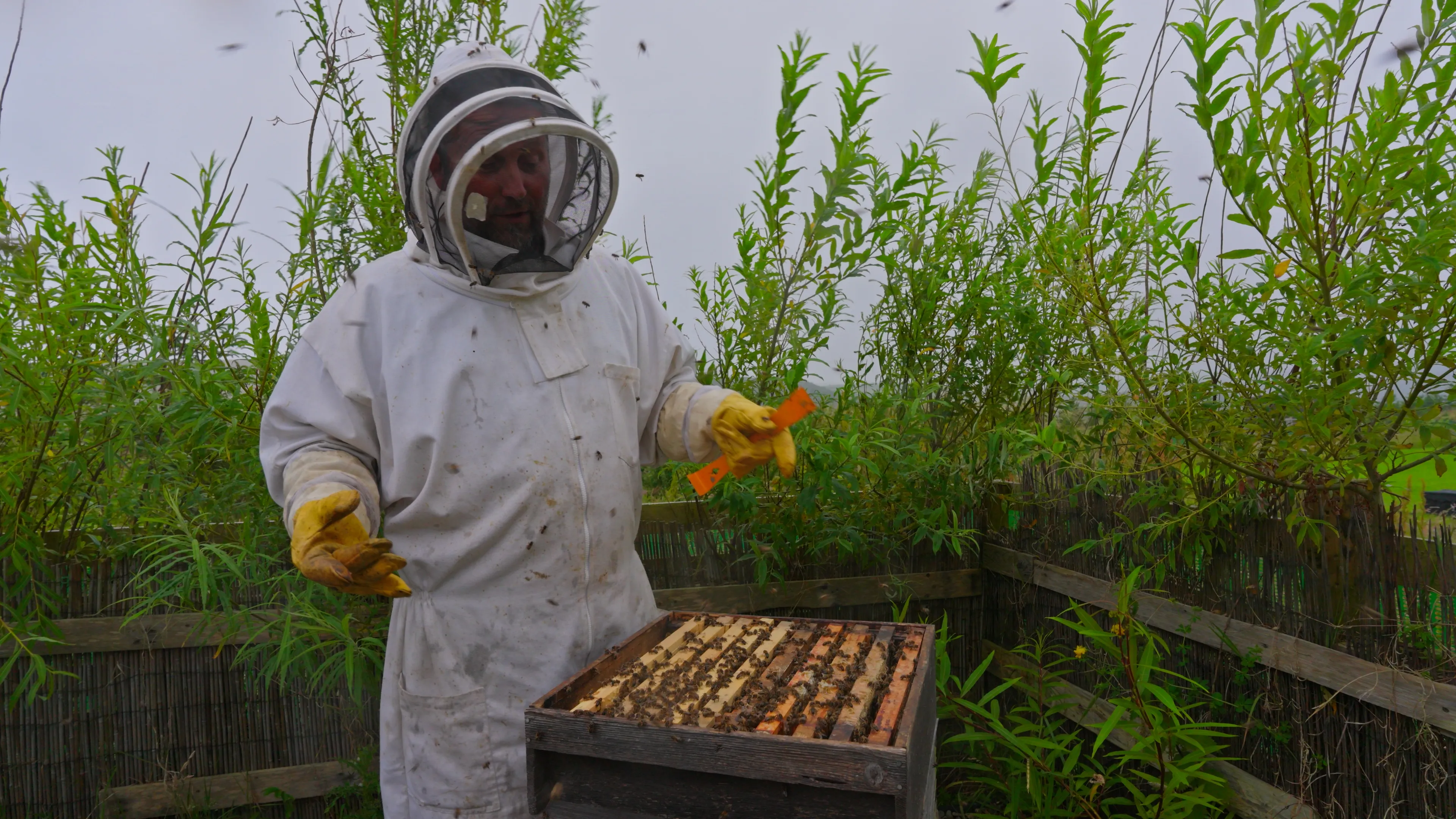 A beekeeper in a white protective suit and yellow gloves tends to a hive surrounded by lush greenery. The cloudy sky sets a calm, focused tone.